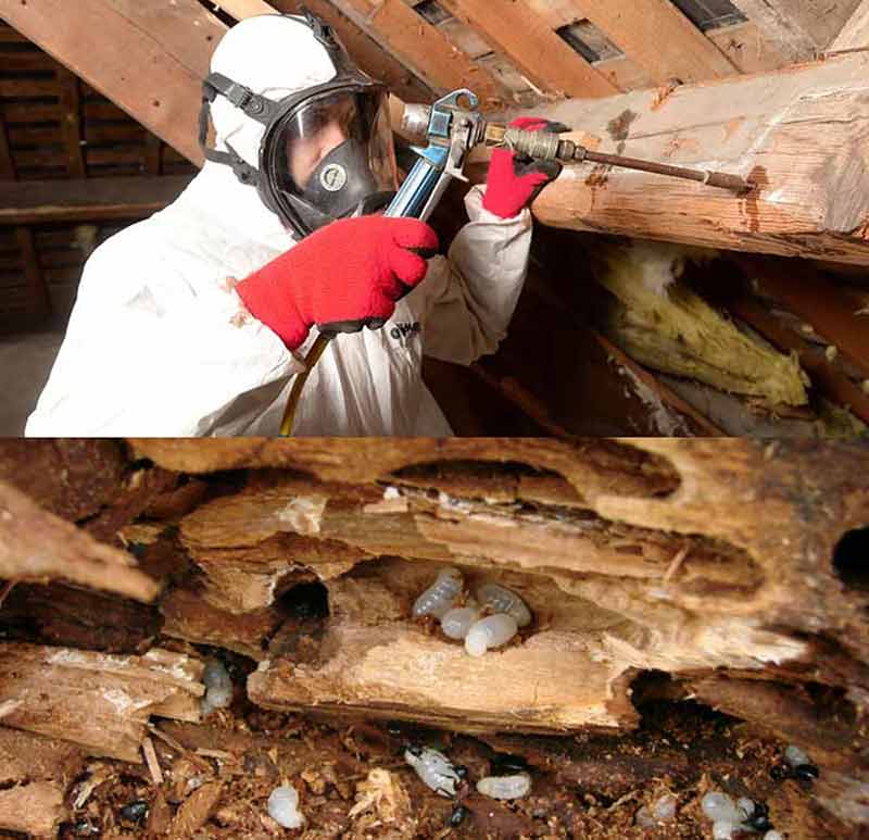 Traitement des bois de charpente : Traitement curatif et préventif contre les insectes xylophages et les champignons sur Montpellier dans l'Hérault 34 - Mr NICOLAS Façade Toiture 34